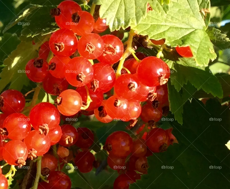 berry