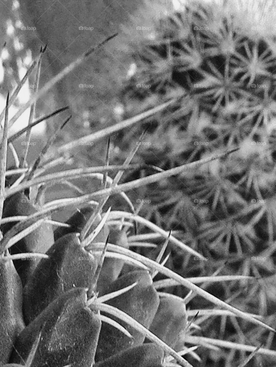Cactus thorns