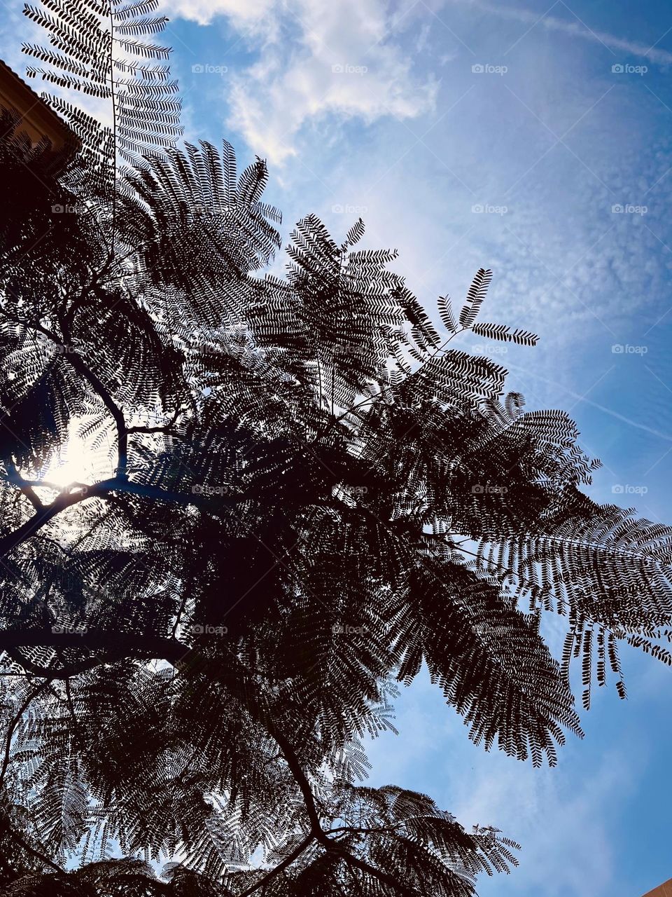 Tree and blue sky autumn fall 