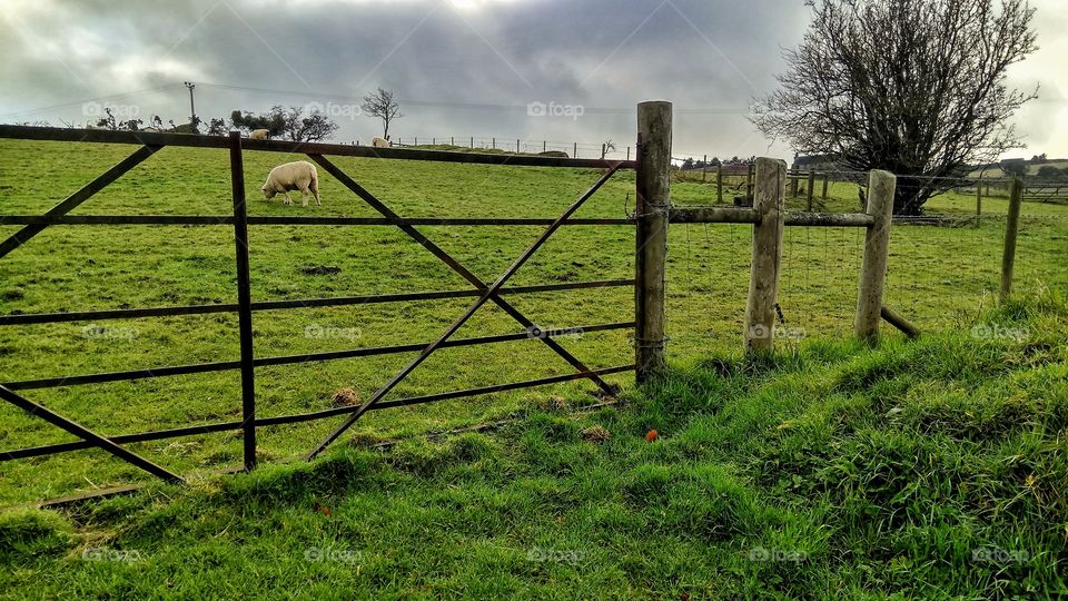 The sheep are grazing in Northern Ireland