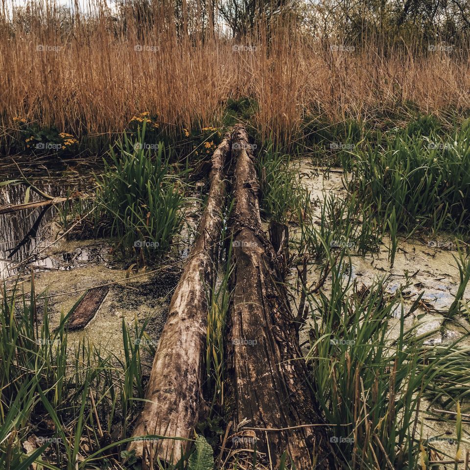 Fallen tree on water