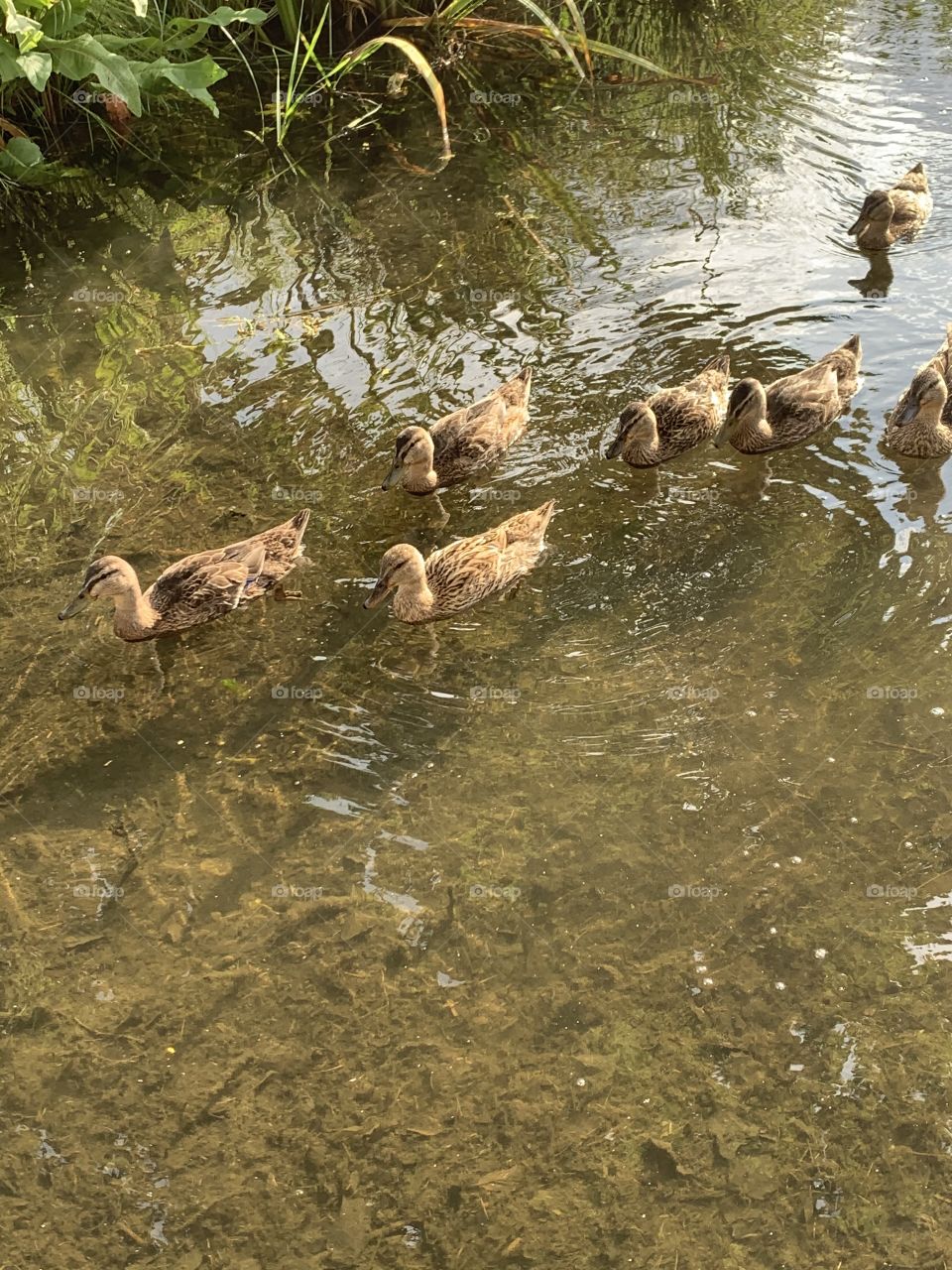 Duck family swiming 