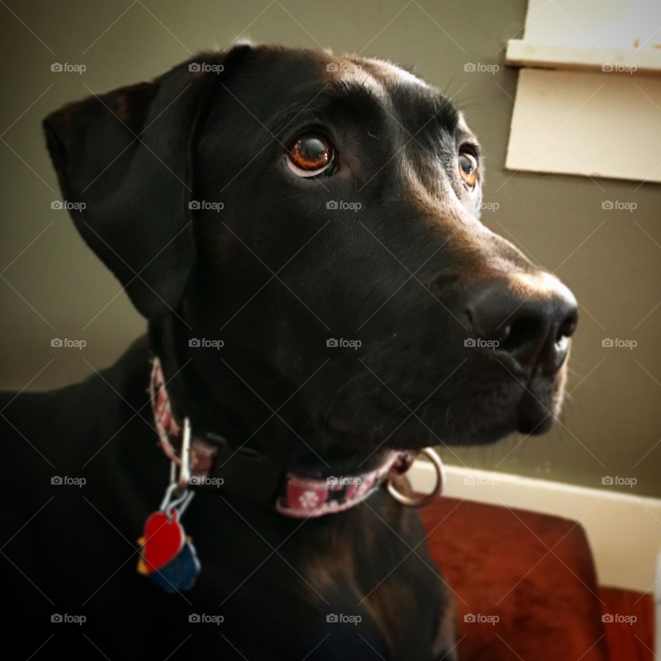 Black lab looking 