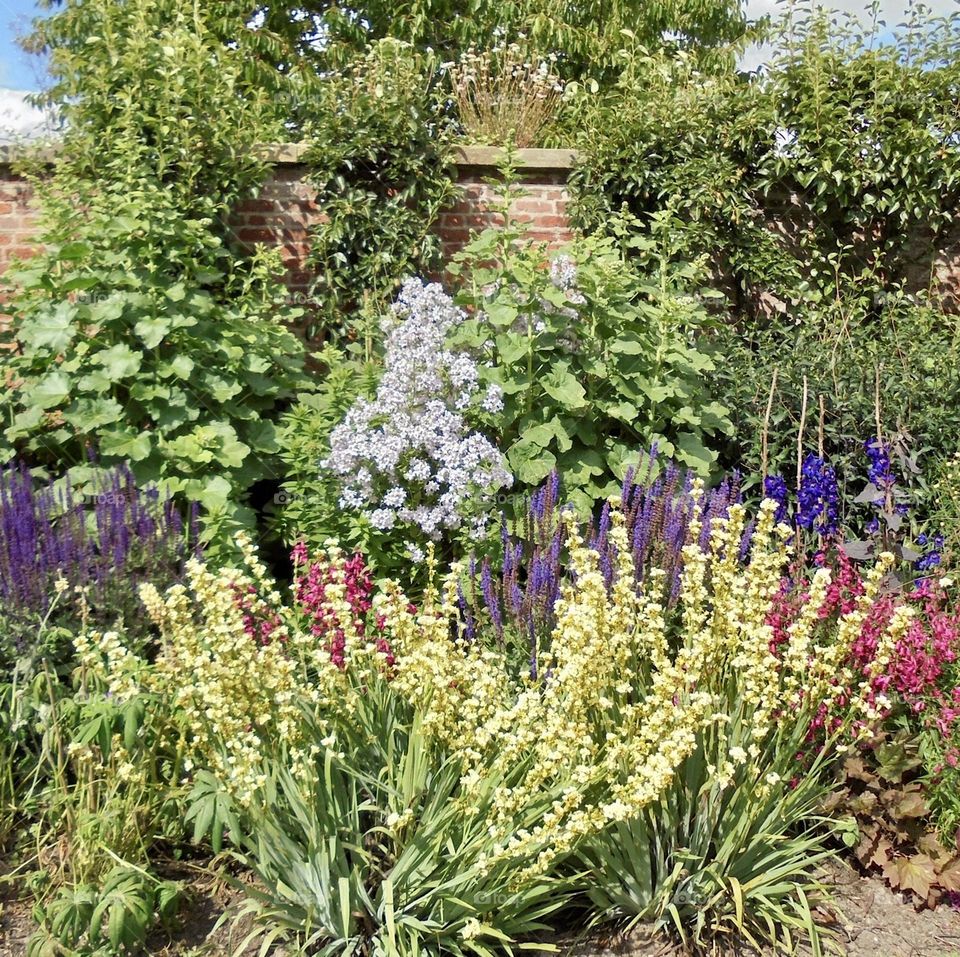 A selection of vibrant flowering garden plants in an English country garden 