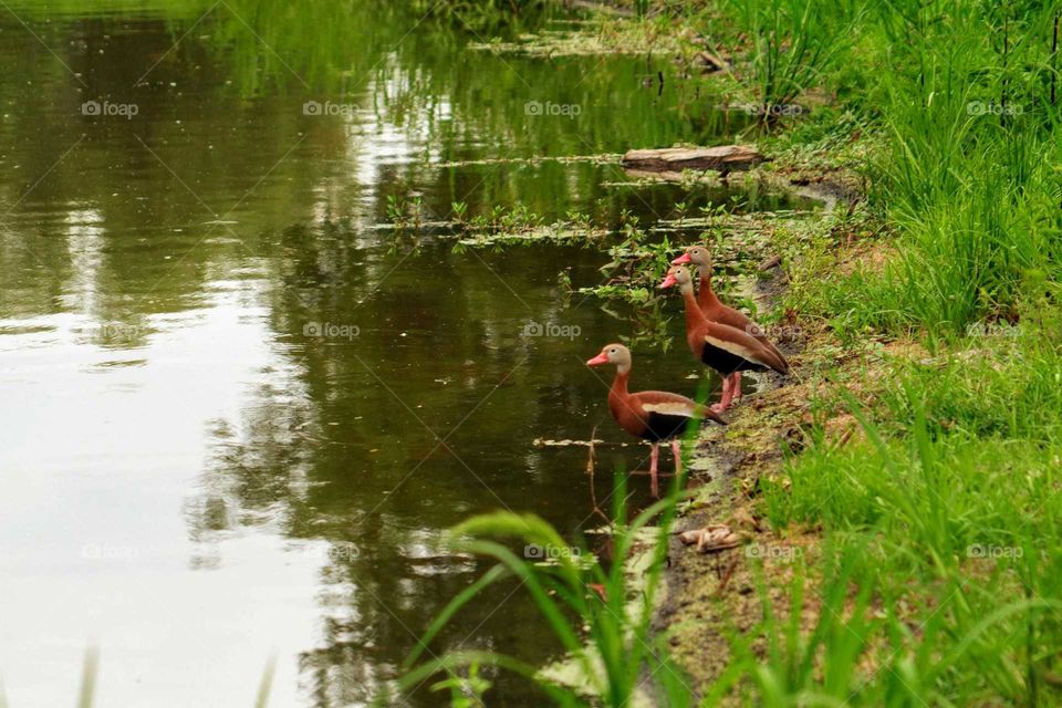 whistling ducks at a pond