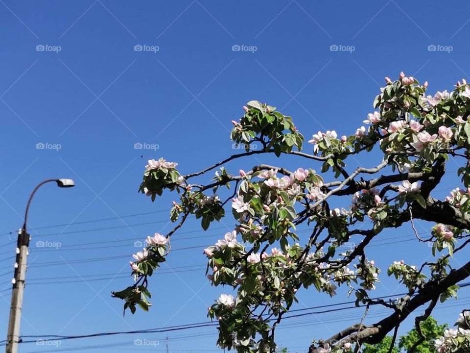 Blooming quince in the middle of the city