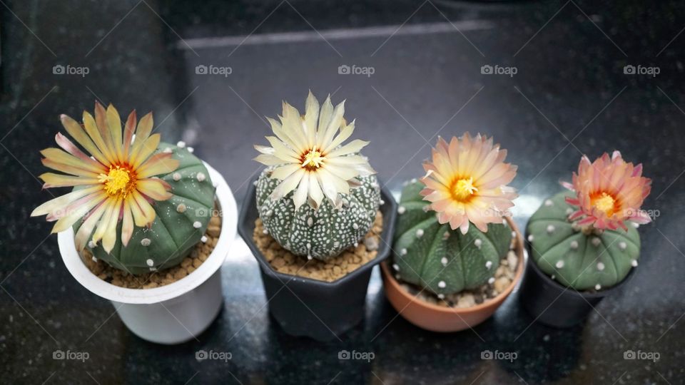 cactus astrophytum asterias flowers