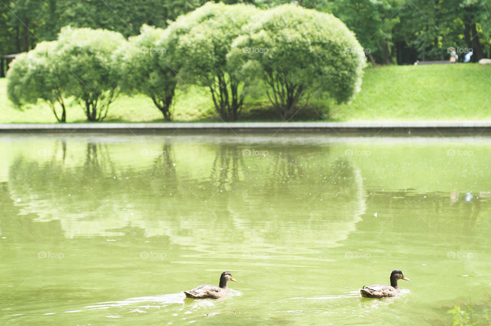 Water, Nature, No Person, Lake, Reflection