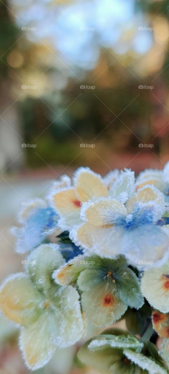 frost on the flowers