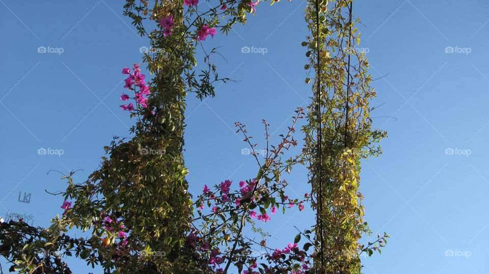 CLIMBING PLANT MAGIC /| Leonardo Kubrick