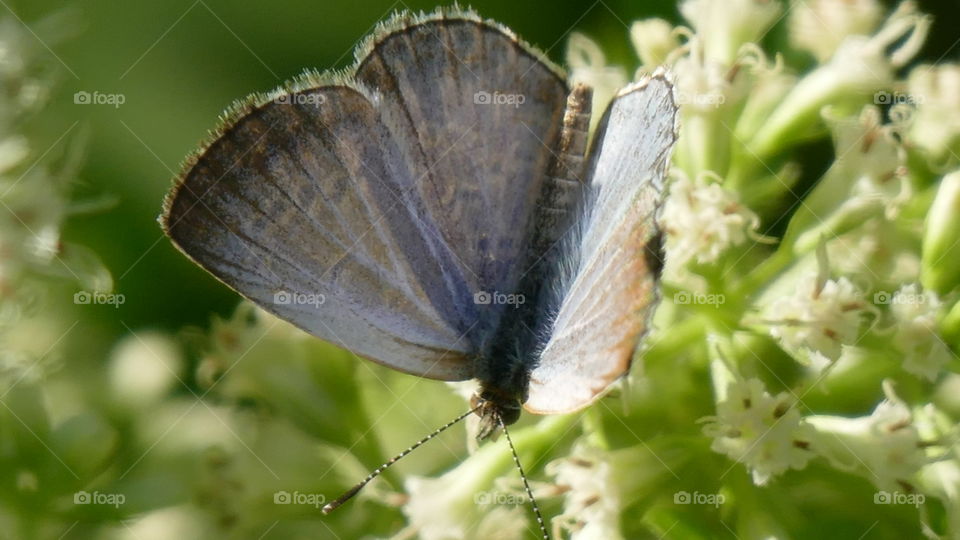 Milkweed butterfly, subfamily Danainae, any of a group of butterflies in the brush-footed butterfly family