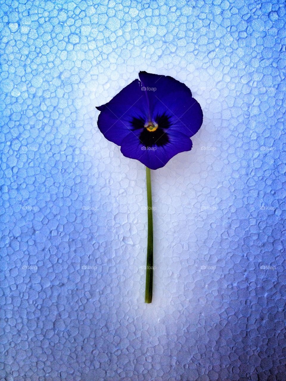 blue flower