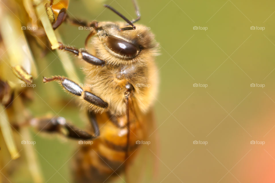 Bee in macro