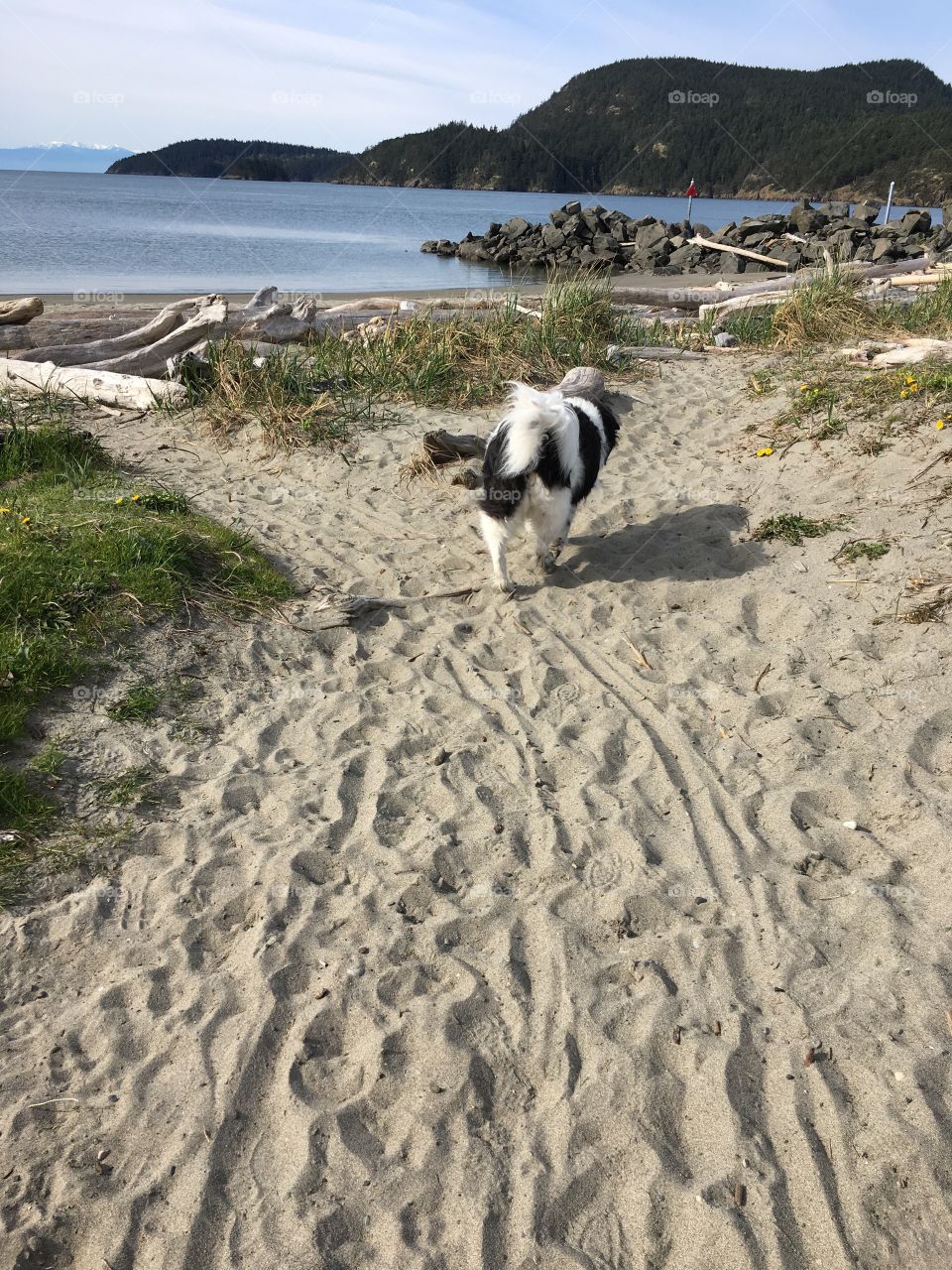 Beach dog