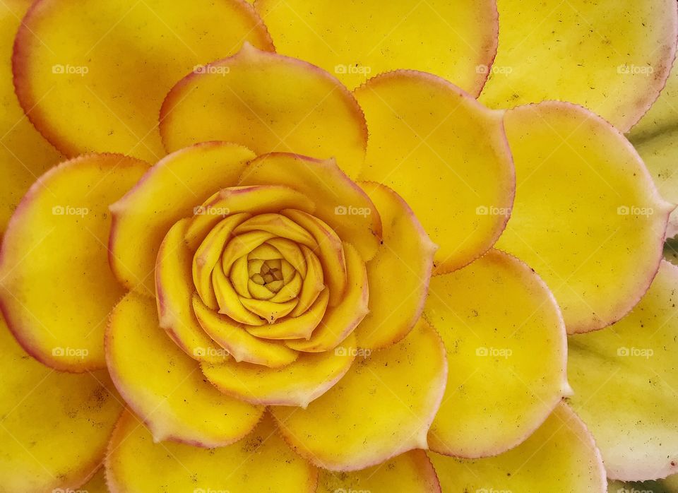 A large healthy, yellow succulent plant