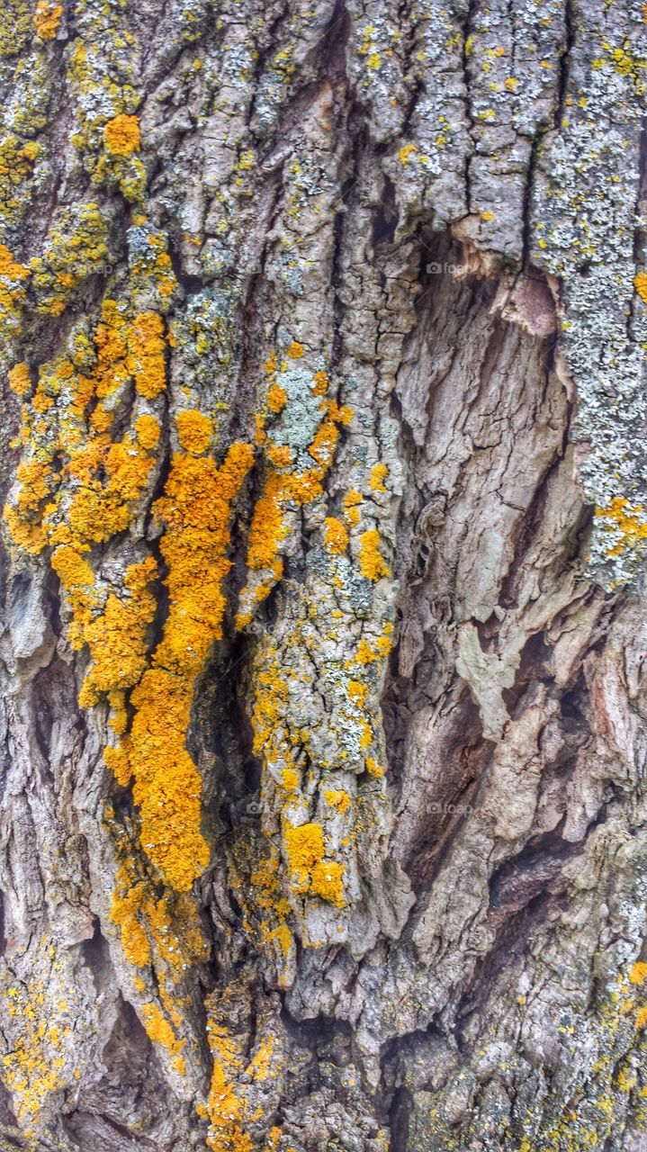Tree Bark With Golden Moss