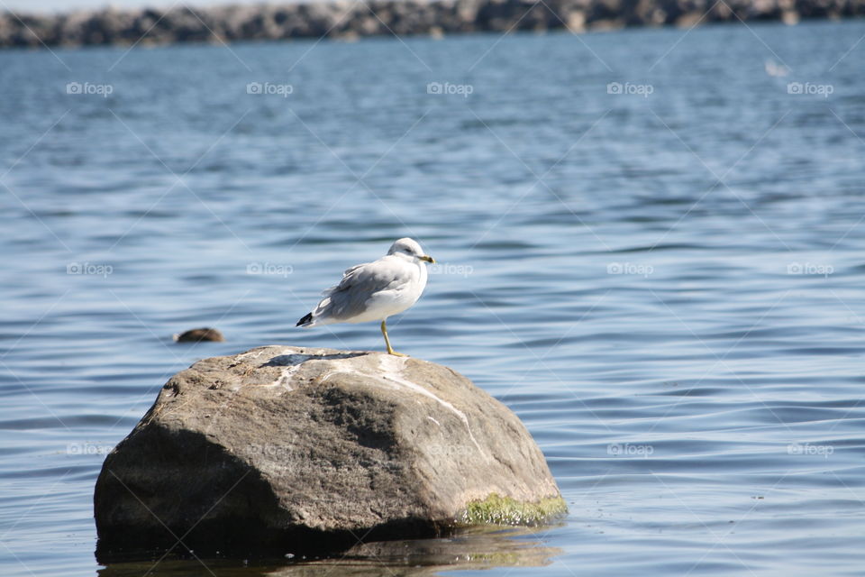 On the lake