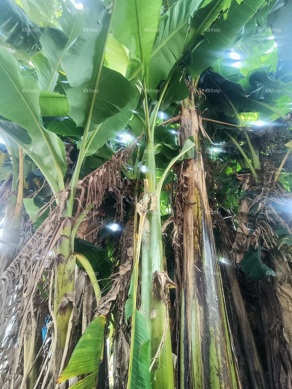 banana plants 🌵☘️