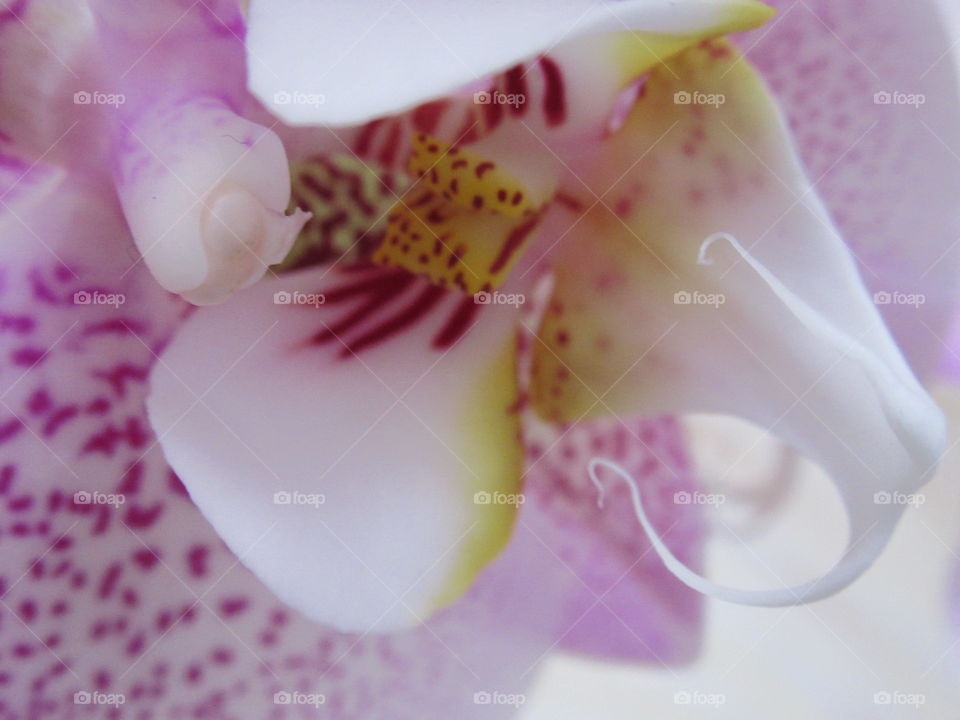 delicate orchid