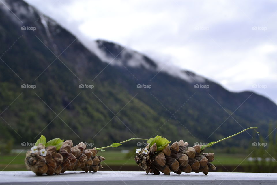 Pinecones with mountains in background