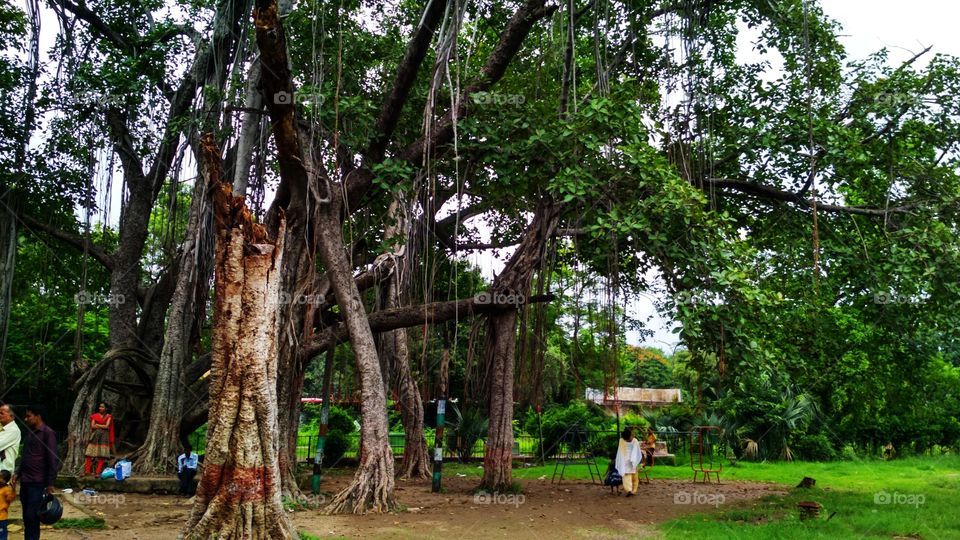 old tree Nagpur