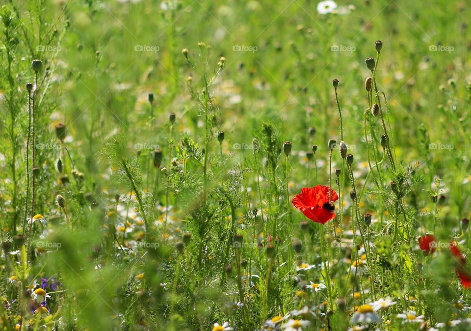 Bumblebee on a tulip