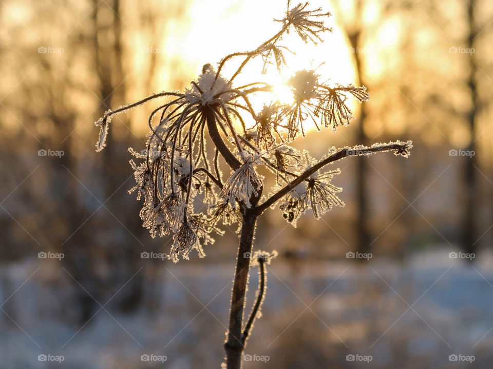 Beautiful frozen plant on the background of the low winter sun