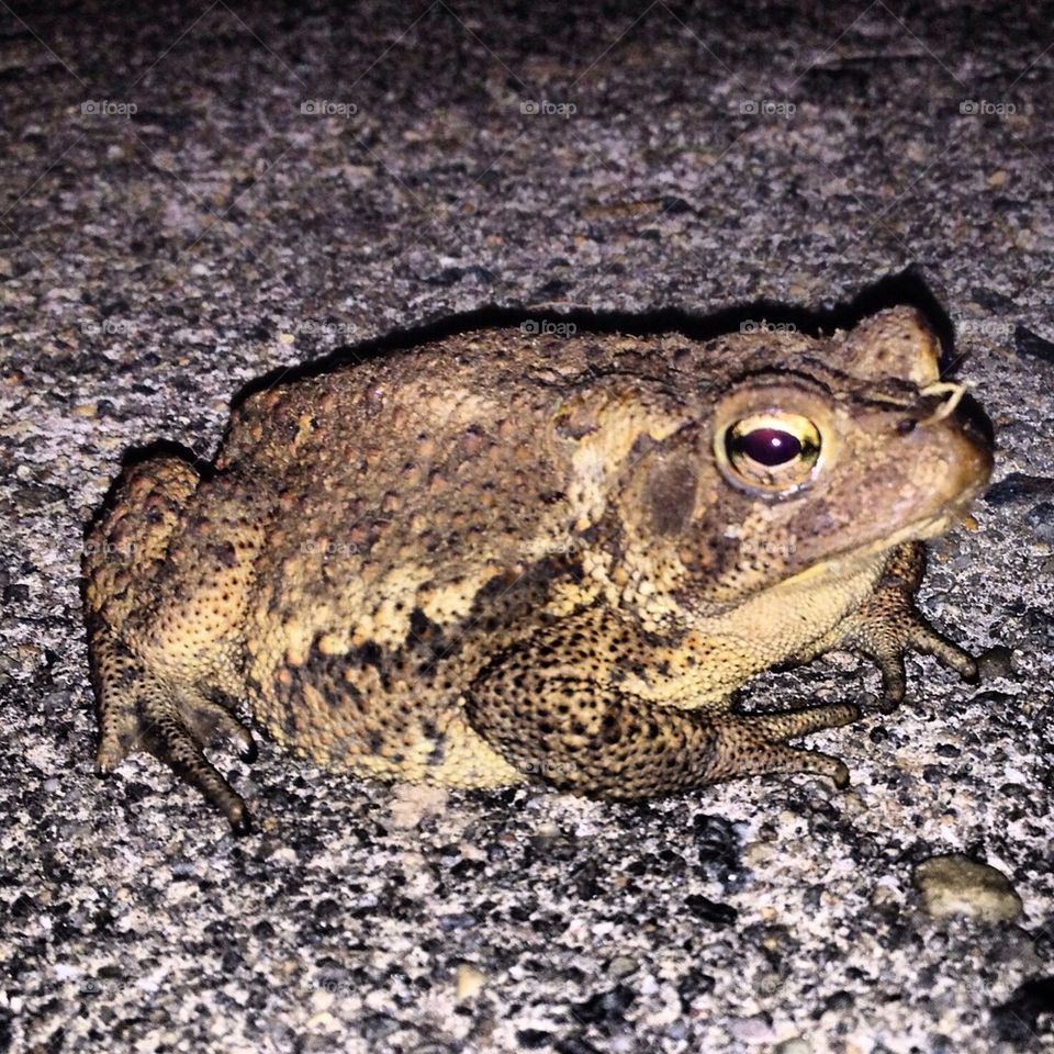 road texture toad amphibian by meernz