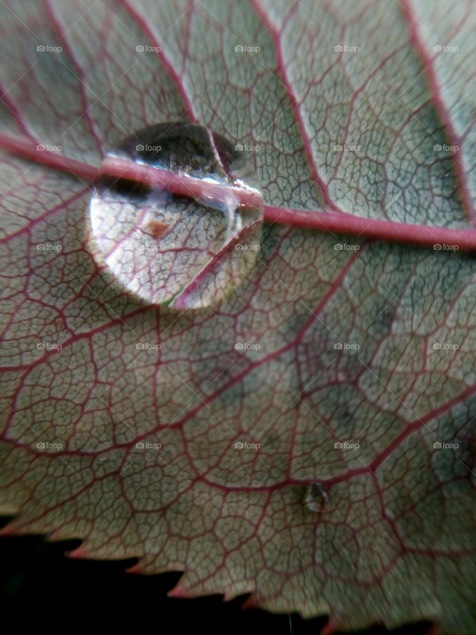 water drop on fall leaf close-up