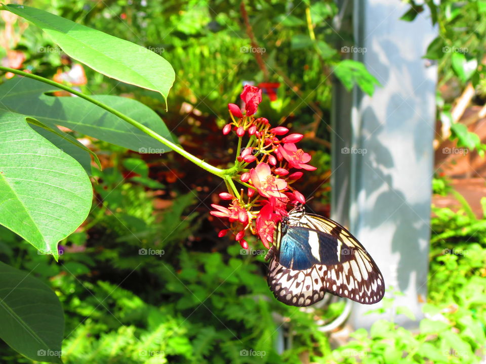 Butterfly in a garden background.