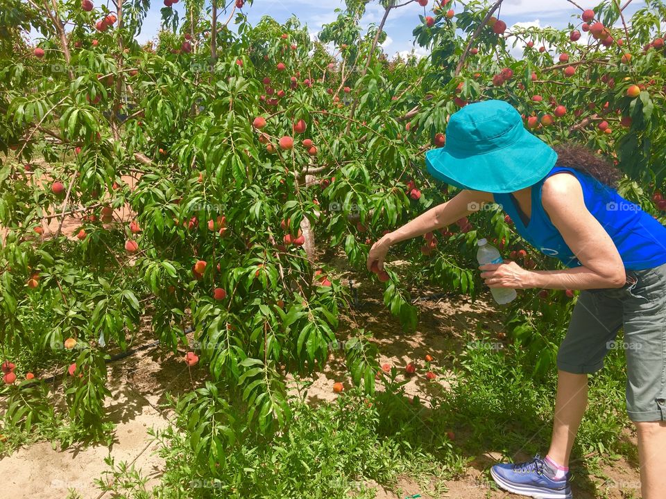 Picking peaches off the trees on a hot summer day 