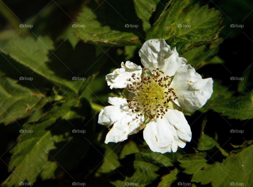 Blackberry blossom 