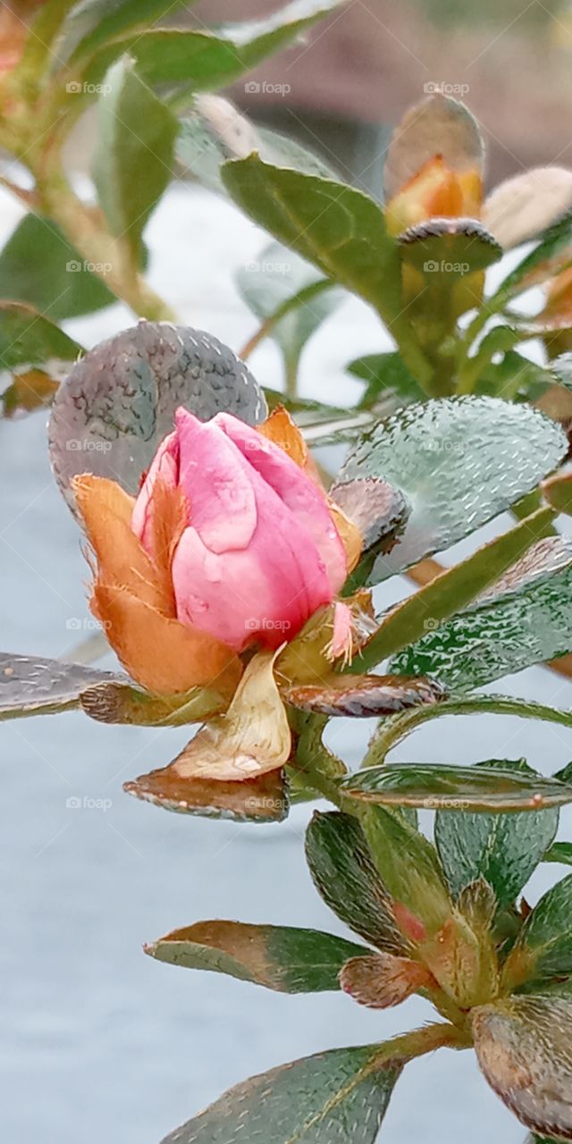 blooming flowers wet from the rain.