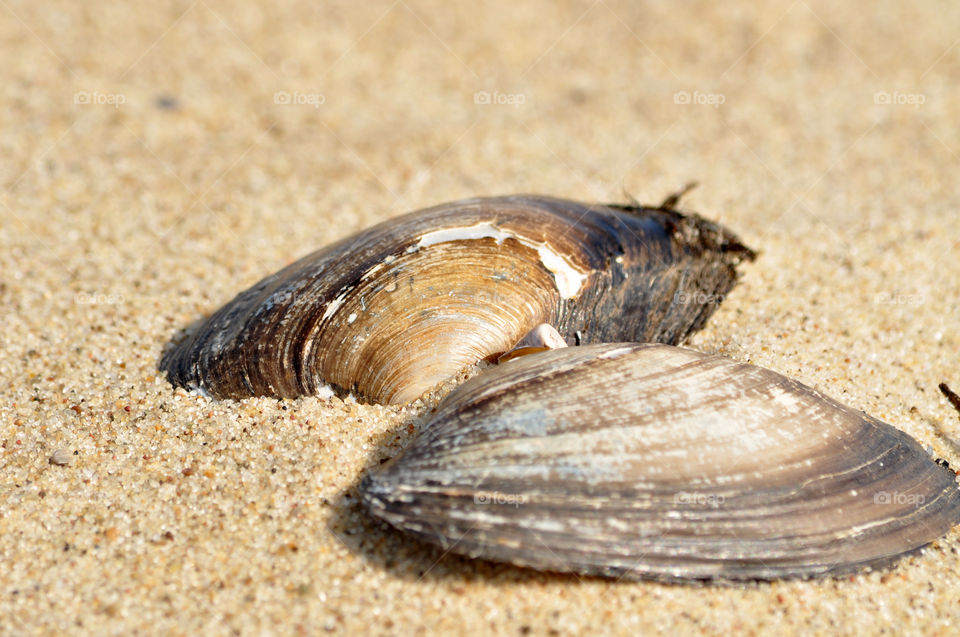 seashell on the beach of the Baltic sea coast in Poland