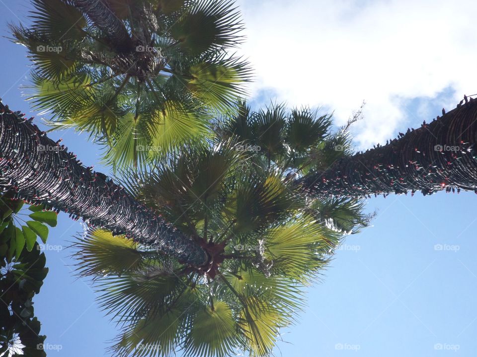Low angle view of palm tree