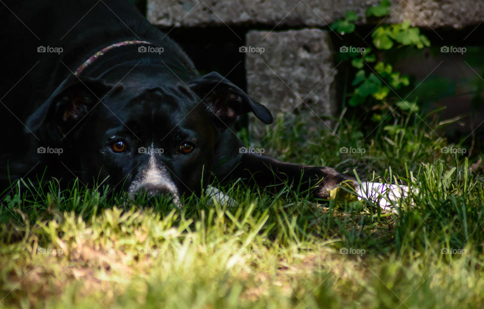 Beautiful black lab mixed breed adopted dog playfully laying down in shade next to bench in summer grass waiting to play 