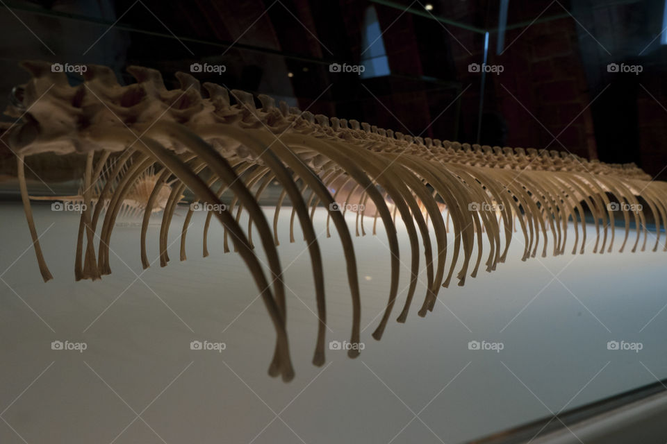 A fossil skeleton of a snake from antiquity in Barcelona.