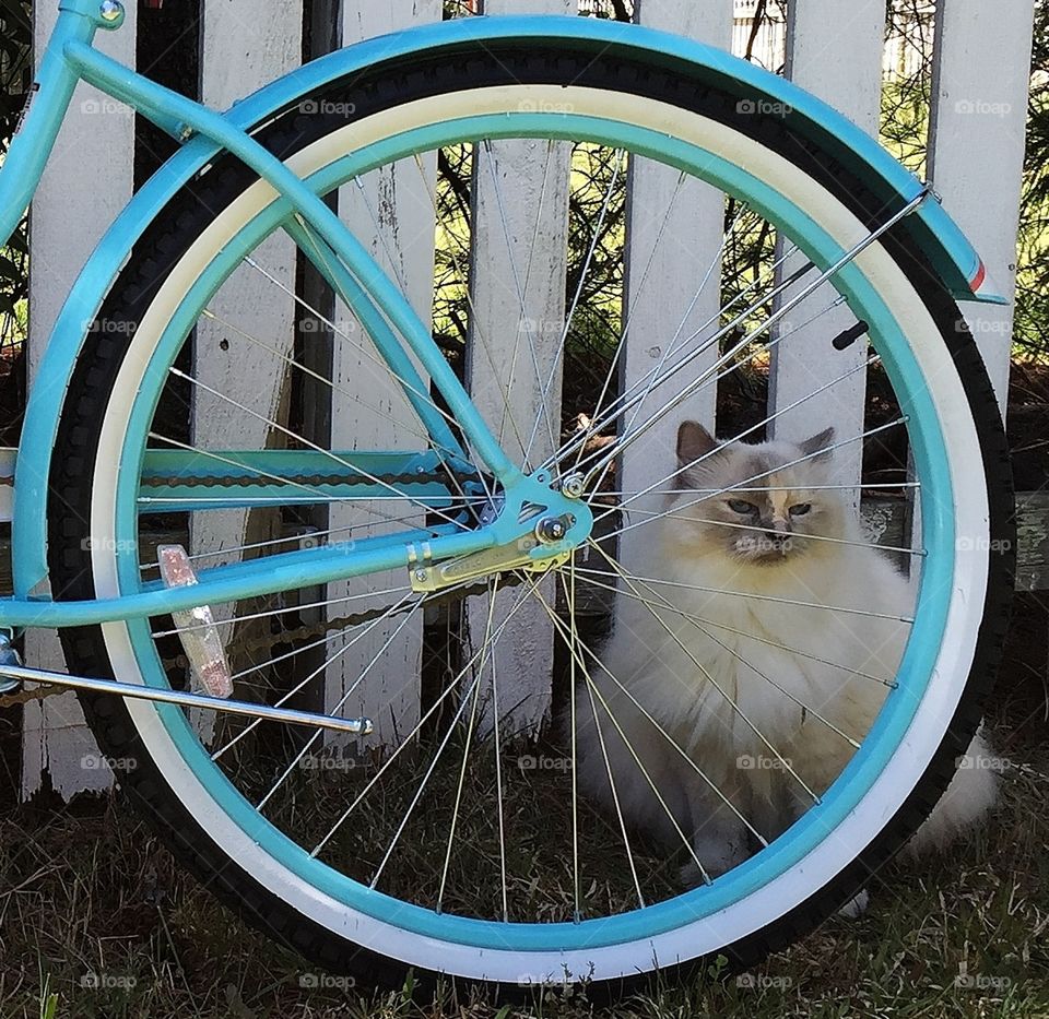 Cat  behind a bicycle wheel