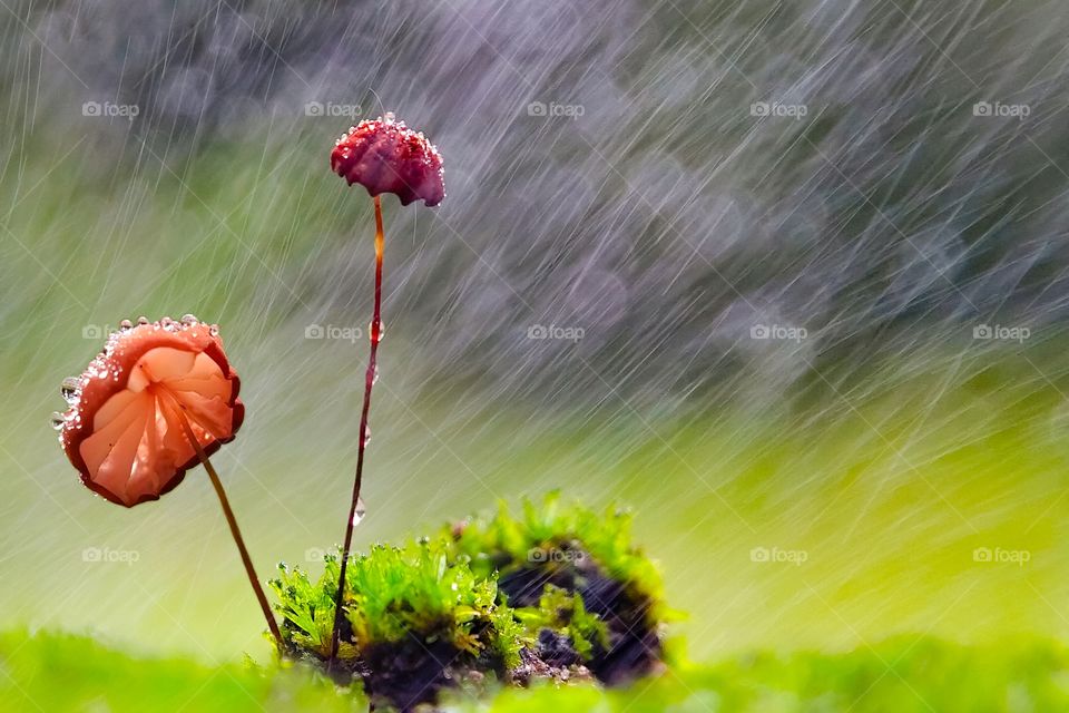 tiny mushroom in the rain