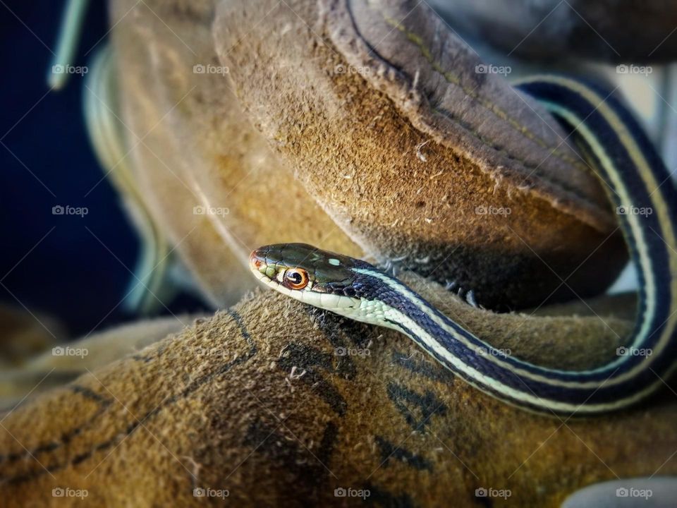 A Wild Ribbon Snake that was caught on concrete being gently held to place it back in the grass.