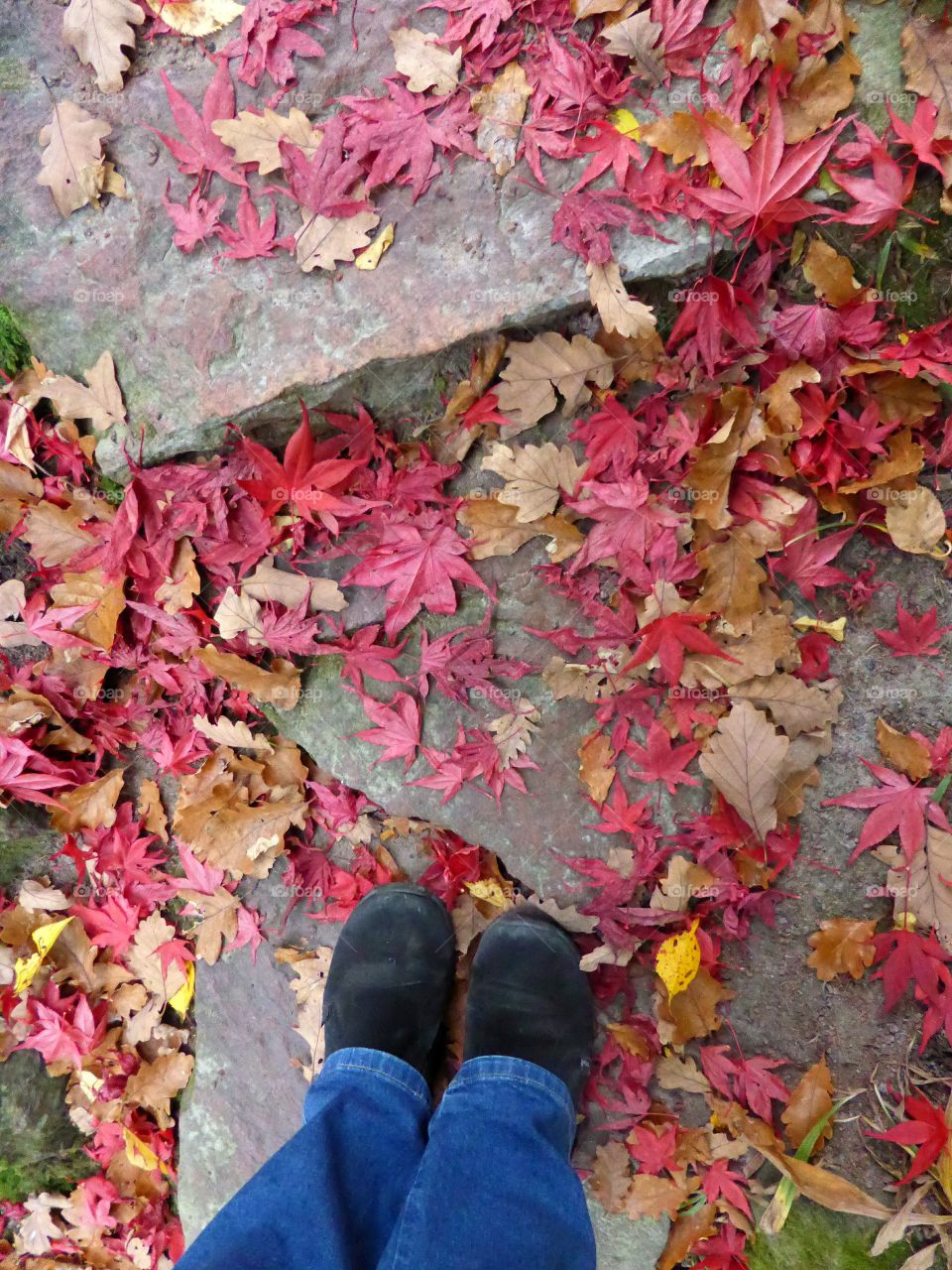 Red leaves on the ground . Standing on red leaves carport