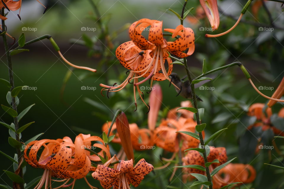 hummingbird I the lilies