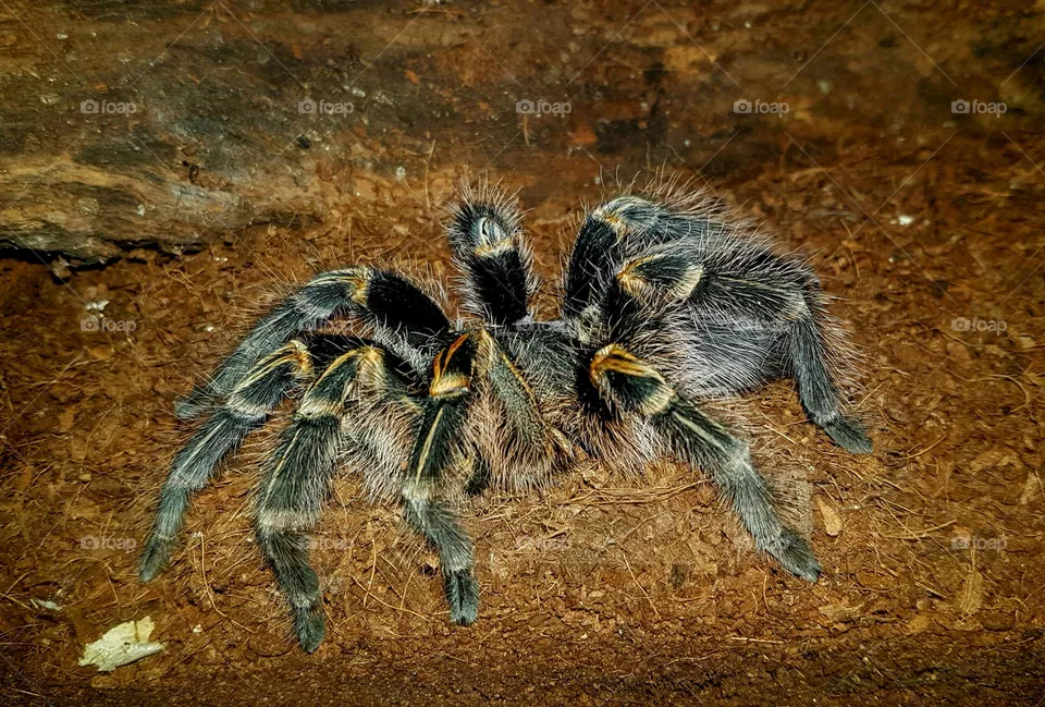8 legged friend