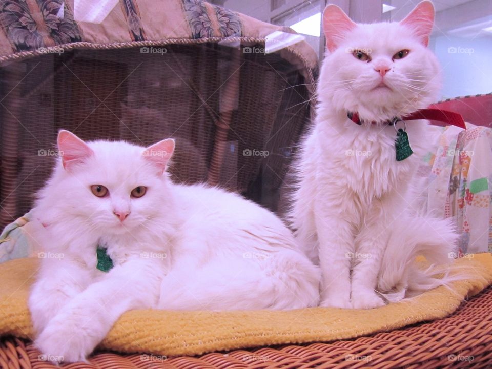 White cats