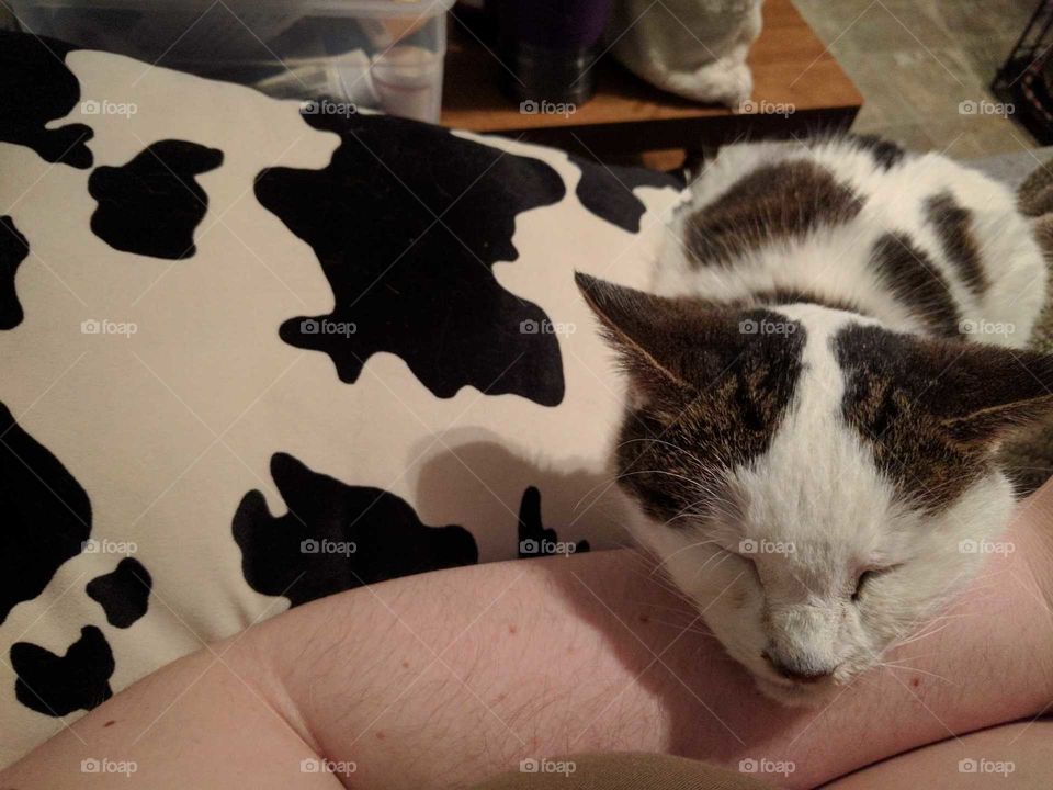 cow cat