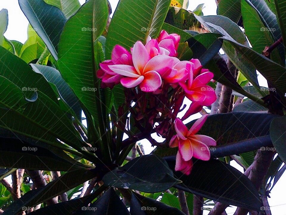 Tropical flowers