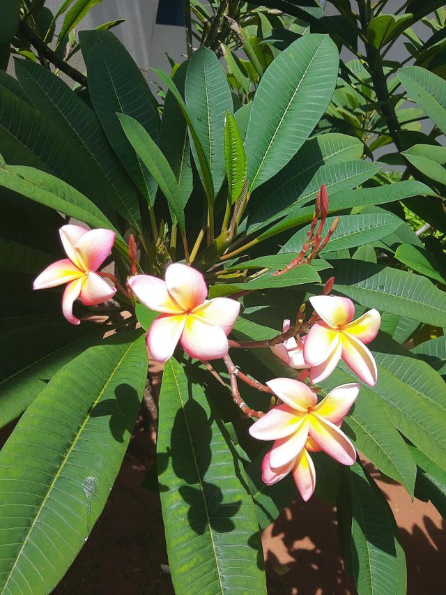 Flowers from my garden