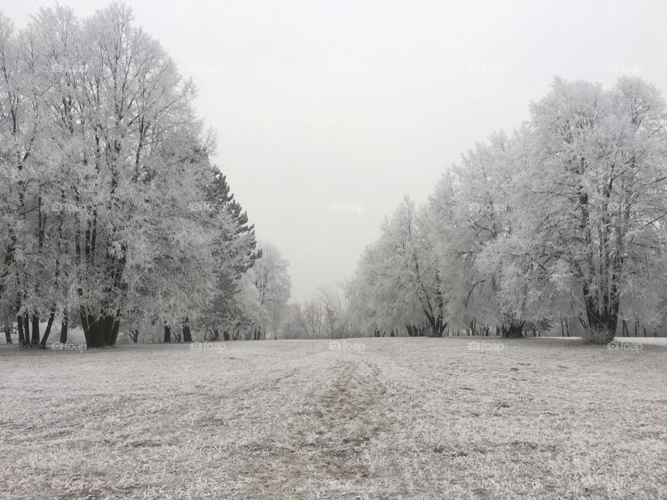 Frozen trees in forest during winter