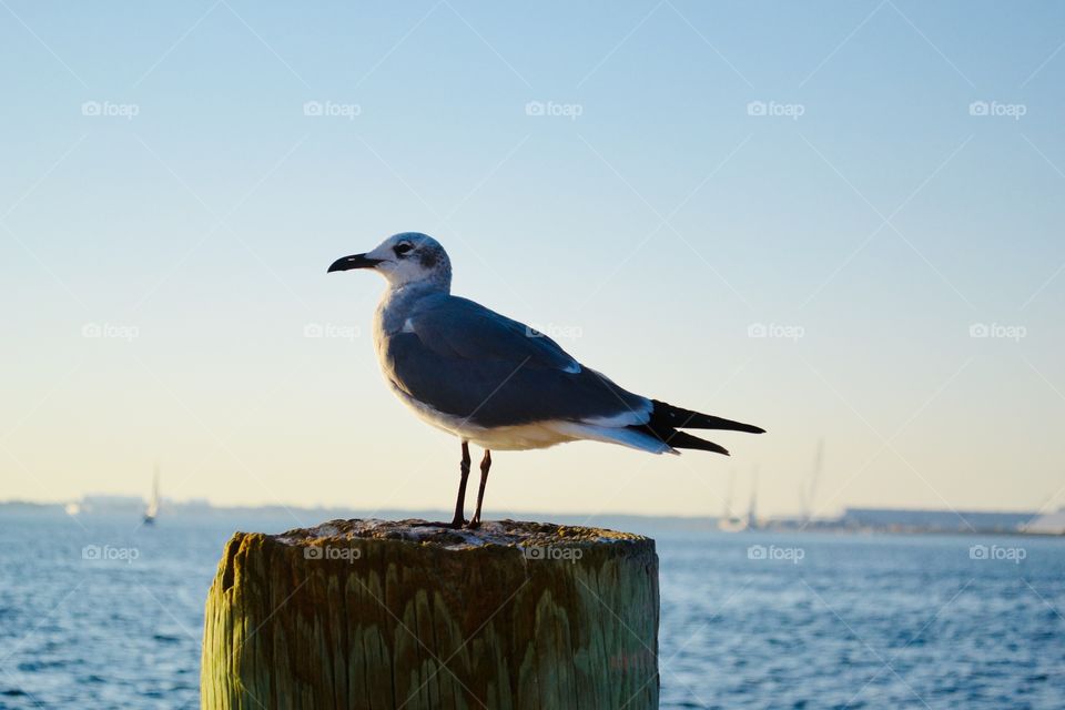 Seagull Closeup
