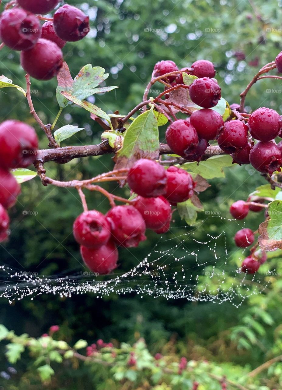 Spider web and red berries